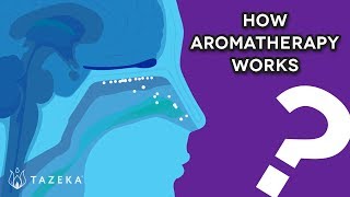 How Aromatherapy Works [upl. by Harp144]