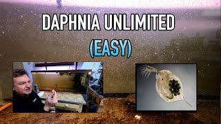 How I Raise Daphnia Water Fleas And You Can Too [upl. by Elenore]