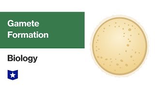 Gamete Formation  Biology [upl. by Reivad]