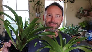 Bromeliad Care and Propagation  Guzmania [upl. by Merfe]