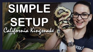 SIMPLE SETUP CALIFORNIA KINGSNAKE [upl. by Seniag680]