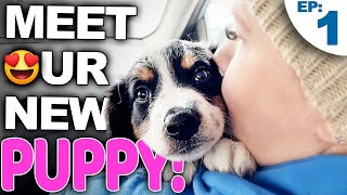 Your Complete Guide For Bringing A New Puppy Home [upl. by Calendre436]