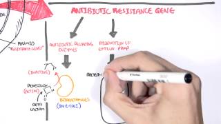 Microbiology  Bacteria Antibiotic Resistance [upl. by Sivrep]