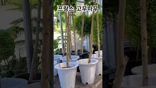 헬로우가든마켓 프랑스 고무나무 [upl. by Eilssel]