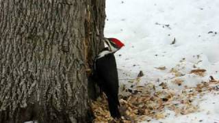 Pileated Woodpecker Pecking [upl. by Noslrac]