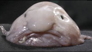 Facts The Blobfish [upl. by Kingsley]