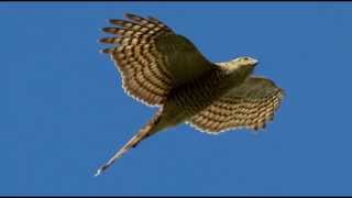 Sparrowhawk Bird Call Bird Song [upl. by Rednas]