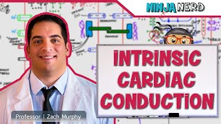 Cardiovascular  Electrophysiology  Intrinsic Cardiac Conduction System [upl. by Kurys]