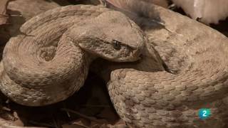 Grandes DocumentalesAlamto el paraíso de los reptiles [upl. by Otrepur]