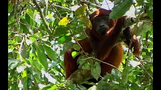 Suriname wildlife [upl. by Iel779]