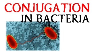 Conjugation in bacteria [upl. by Anehsat]