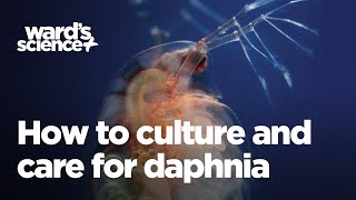 Caring and Culturing for Daphnia [upl. by Ednew712]