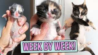 Learn How Baby Kittens Grow 08 Weeks [upl. by Arocahs]