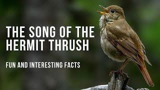 Fun Facts About the Beautiful Hermit Thrush Song [upl. by Gallager]