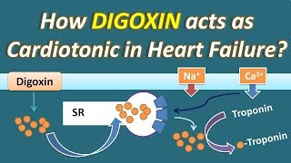 How Digoxin acts as Cardiotonic in Heart Failure [upl. by Ahsial]