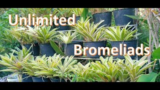 Blushing Bromeliads  How to propagate [upl. by Favien]