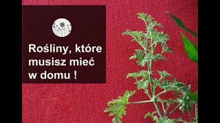 6 roślin które musisz mieć w mieszkaniu [upl. by Idolla58]