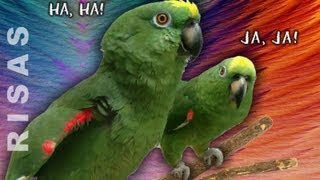 Loros que hablan cantan se rien y bromean  Amazing parrots with a great sense of humor [upl. by Eissirhc]