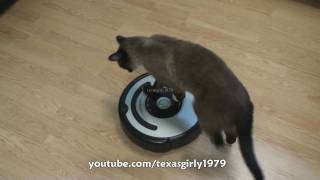 Cat shows HOW TO use iRobot Roomba Vacuum [upl. by Irakuy]