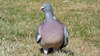 Bird Facts The Common Wood Pigeon [upl. by Sifan957]