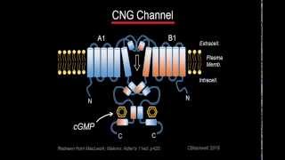 Phototransduction Part 1 [upl. by Adlesirhc]