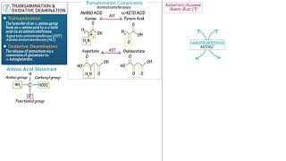 Transamination Oxidative Deamination [upl. by Bagley33]