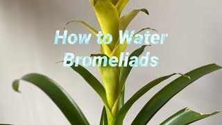 How to water bromeliads [upl. by Arela]