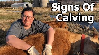 Signs Of Calving [upl. by Lune]