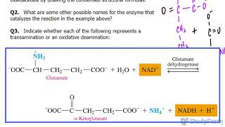 Transamination and Oxidative Deamination [upl. by Vilhelmina]