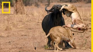 Les buffles  proies tueuses de lions [upl. by Gautier]