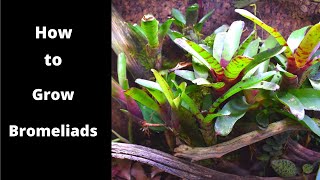 Bromeliad Video [upl. by Noneek223]