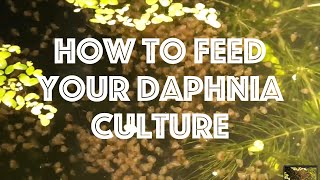 How To Feed Your Daphnia Culture [upl. by Eciruam]