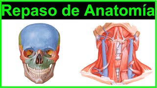 Parte 1 Repaso de Anatomía Cabeza y Cuello 2021 [upl. by Atekehs]