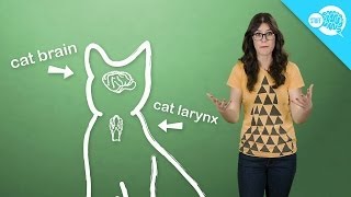 How And Why Do Cats Purr [upl. by Noicpesnoc63]