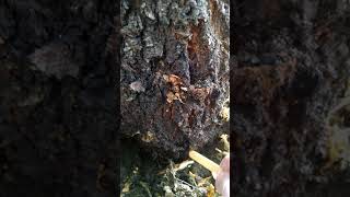 Tree SurgeryGetting rid of peach borers [upl. by Elsbeth861]