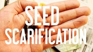 How to Start Seeds Seed Scarification [upl. by Frick120]