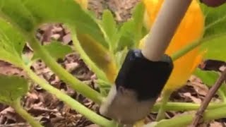 Prevent Squash vine bore [upl. by Noitsirhc]