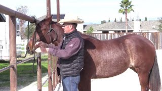 Tying Up a Young Horse [upl. by Val]