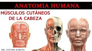 Músculos Cutáneos de la Cabeza  Anatomía Humana en Odontología [upl. by Sidonia]