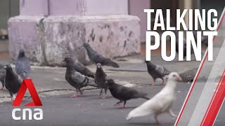 CNA  Talking Point  E20 Controlling Singapores pigeon population [upl. by Dittman672]