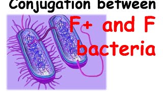 Conjugation between F amp F bacteria [upl. by Nagam]