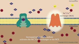 Digoxin  mechanism of action [upl. by Dusa]