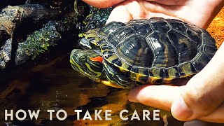 How to take care of a Turtle 🐢 RED EARED SLIDER [upl. by Aivlys]