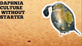 HOW TO CULTURE DAPHNIA NATURALLY WITHOUT A STARTER [upl. by Karlee]