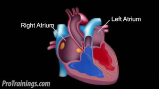 The Cardiac Conduction System [upl. by Khosrow]