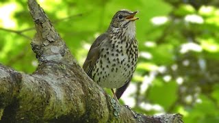 Song Thrush Bird Singing in May [upl. by Emili]