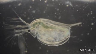 Daphnia magna under the Microscope [upl. by Derrick667]