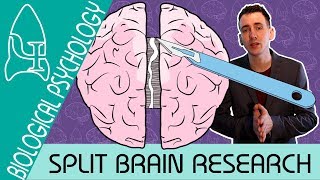 Split Brain Research  Biological Psychology  Biological Psychology AQA ALevel [upl. by Hadwin]