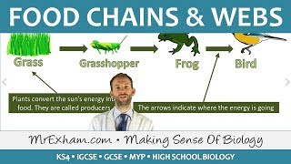 Biology Lesson Idea Plants Tropisms and Hormones  Twig [upl. by Atnicaj]