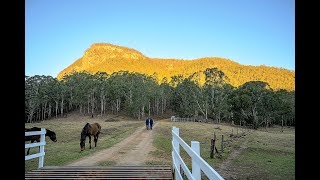 Manorina Killarney Qld [upl. by Guss]